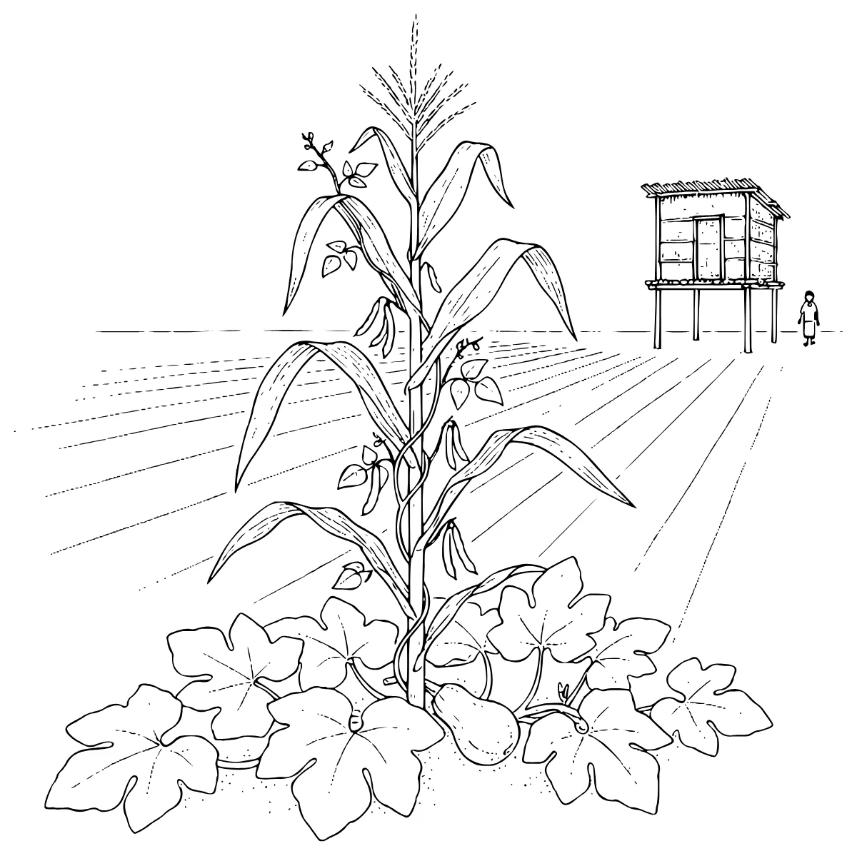 Ilustración del texto: La milpa: tres plantas en un mismo campo