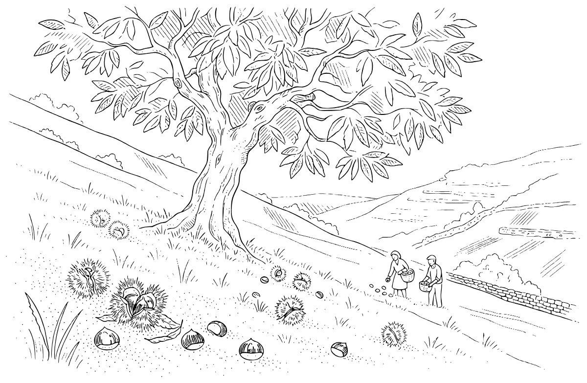Illustration du texte : La châtaigne d'Ardèche, l'arbre à pain